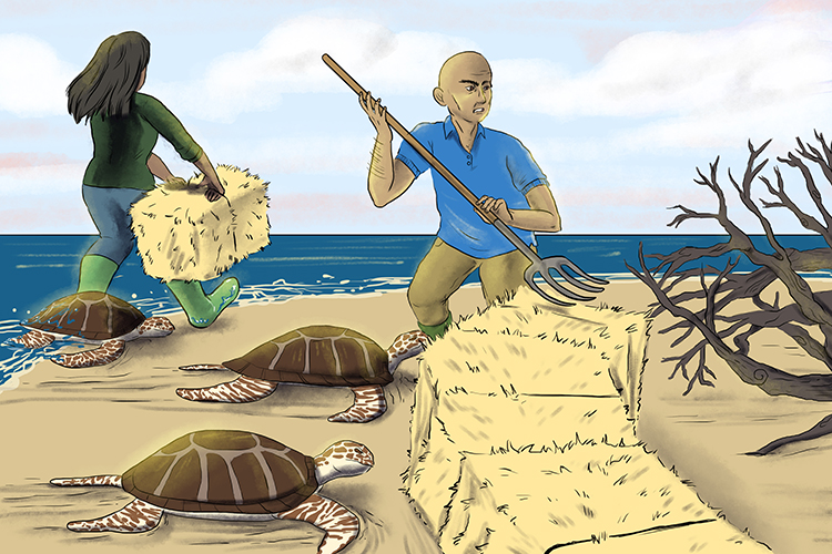 They positioned each bale very carefully so that the turtles couldn't go too far from the beach and get lost.